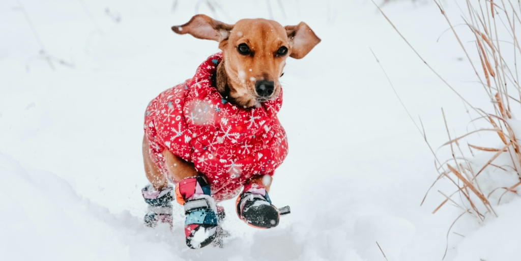Cute Snow Day Dog Running In Snow