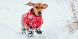 Cute Snow Day Dog Running In Snow